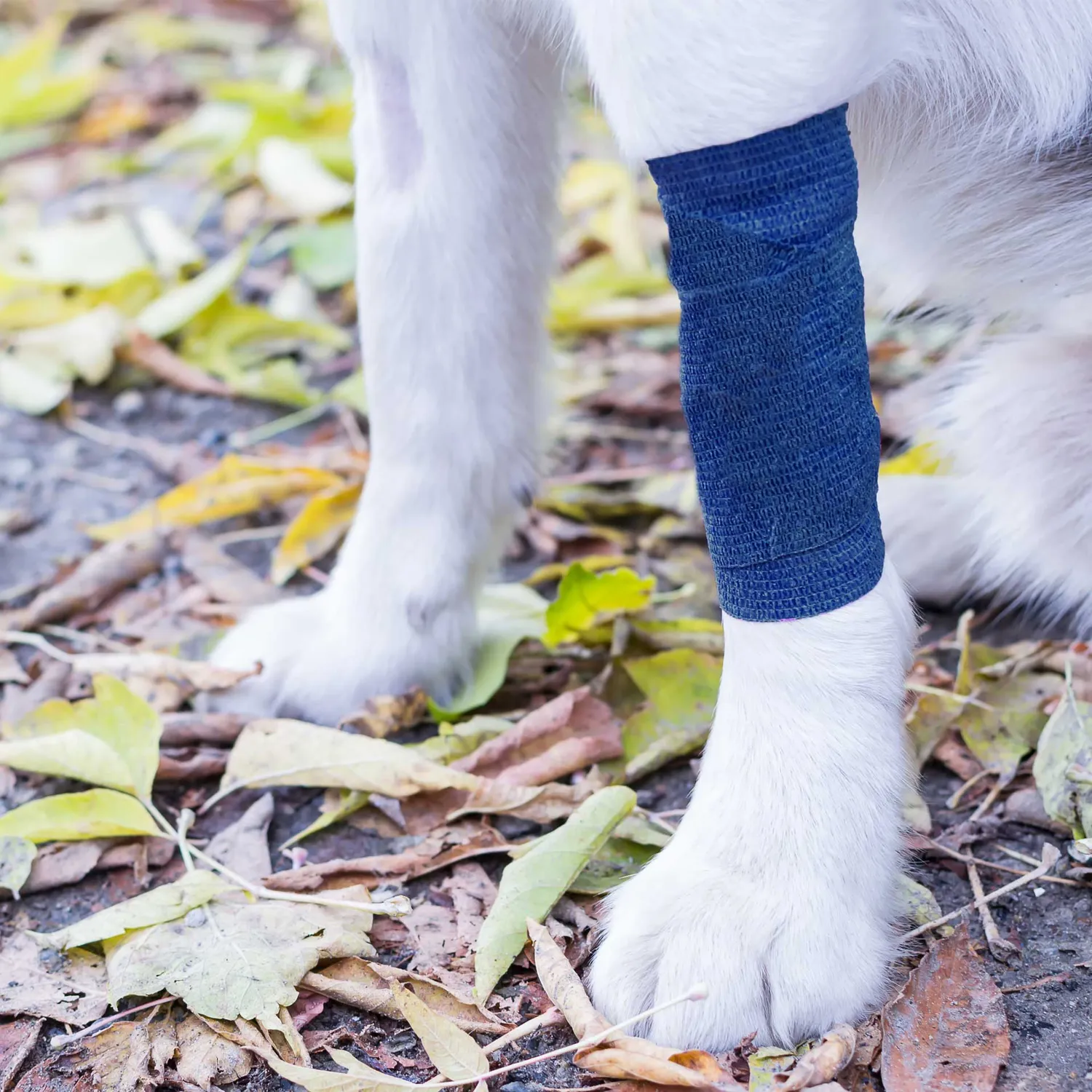 Mountain Paws benda cane coesiva blu 4,5cm x 4m