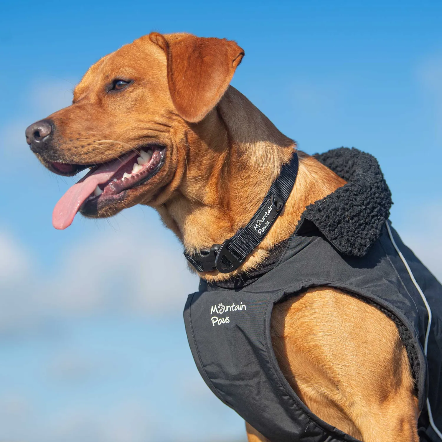 Mountain Paws Extra Tough collare cane nylon resistente