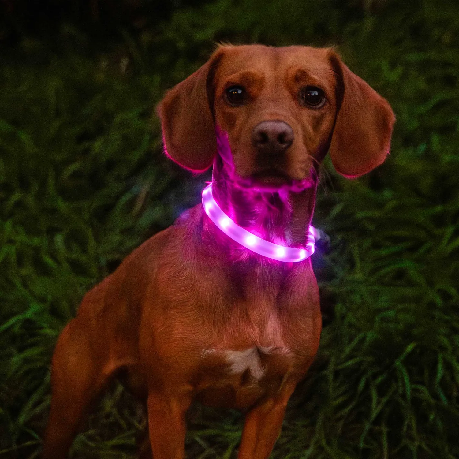 Mountain Paws Collar Light collare cane LED USB-C colori