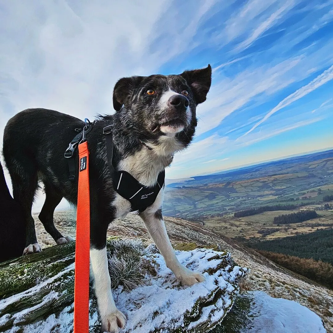 Mountain Paws Extra Tough Guinzaglio Cane Nylon 25 mm