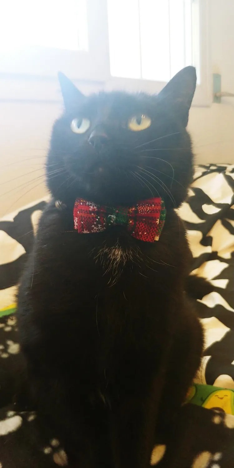 Joytale Natalizio collare gatto plaid rosso verde antistrozzo