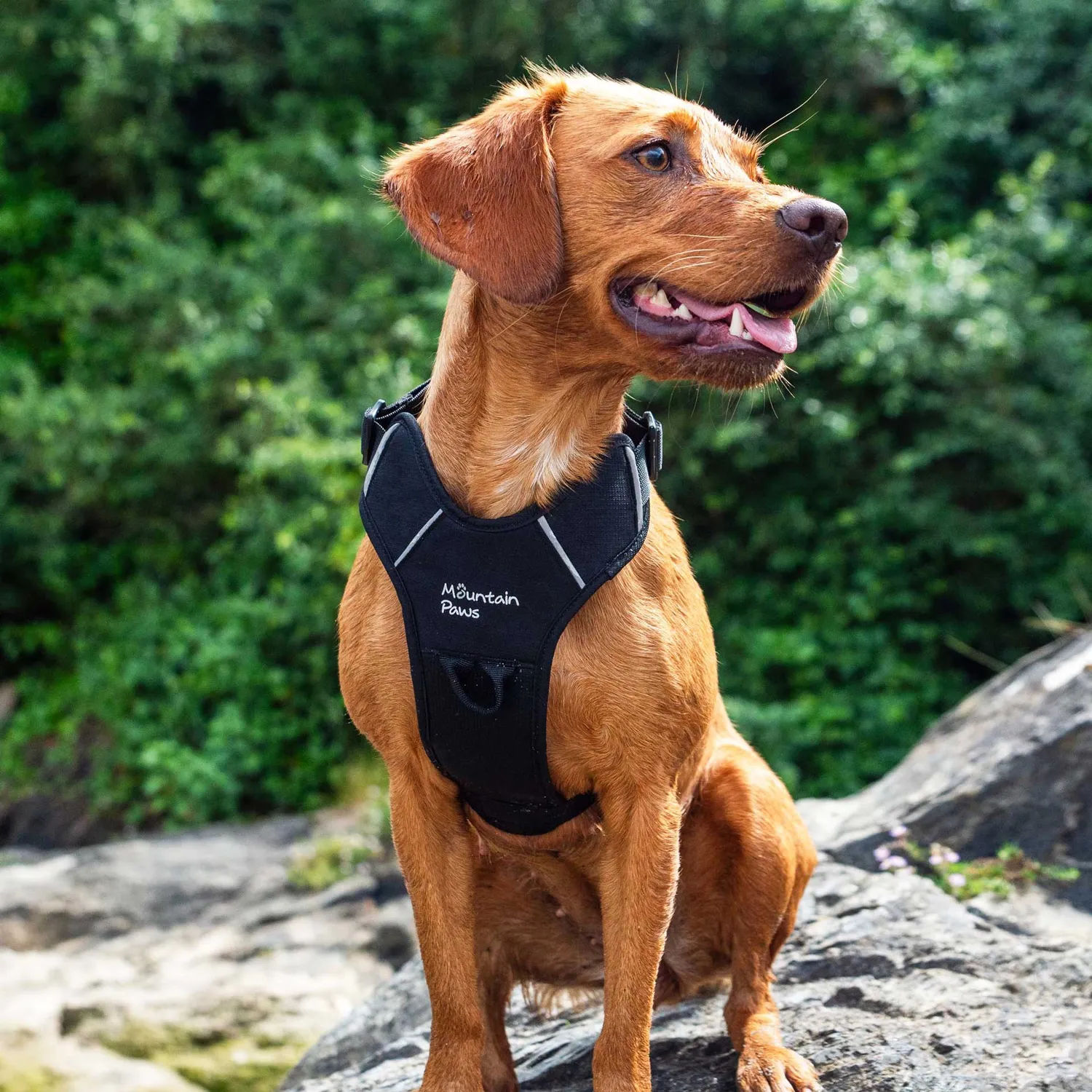 Mountain Paws Harness pettorina cane regolabile rifrangente