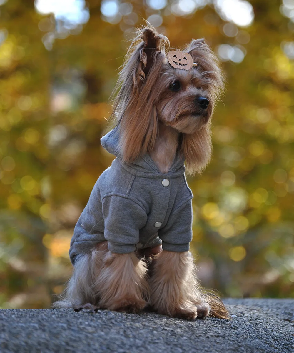 Royal Dog Space felpa cane grigia stella