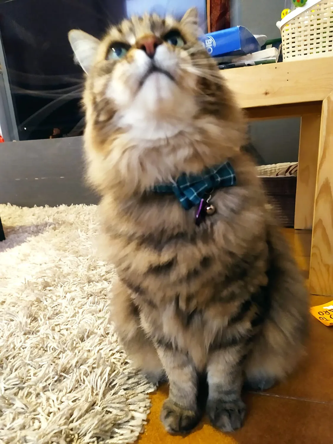 Joytale Natalizio collare gatto plaid rosso verde antistrozzo