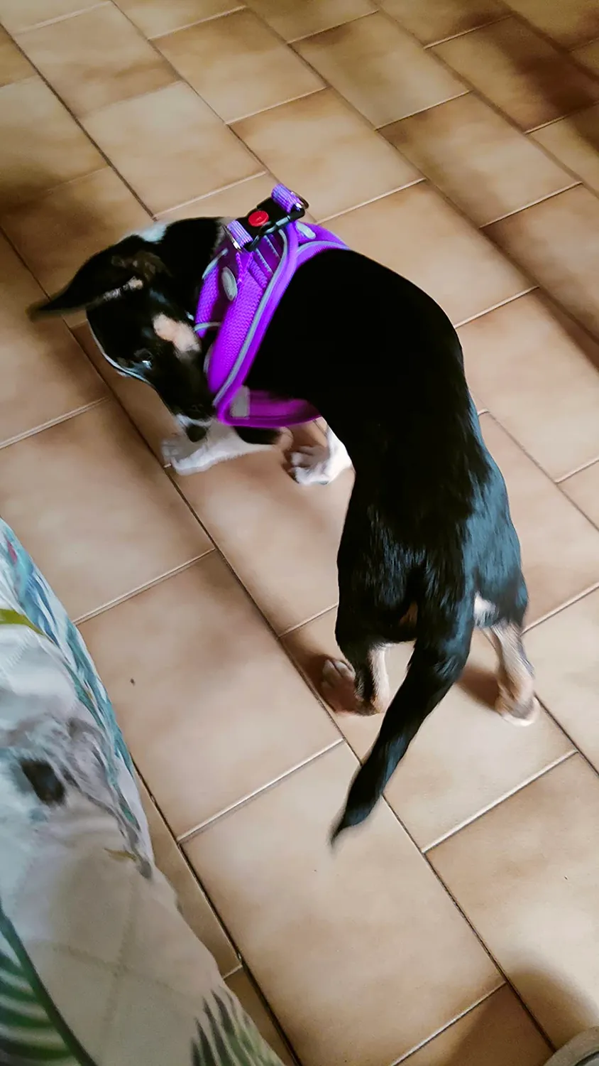 Joytale pettorina cane verde acqua S traspirante anti-soffoco