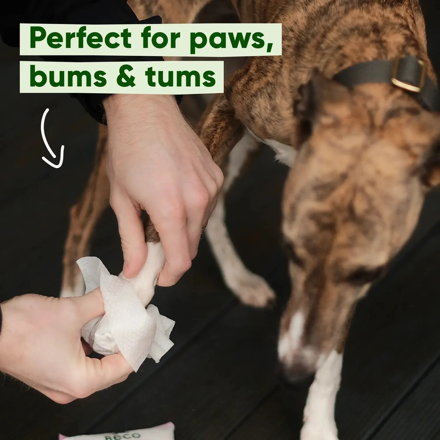 Beco Pets Dog Essentials Bundle Kit Passeggiata 4-5 Mesi